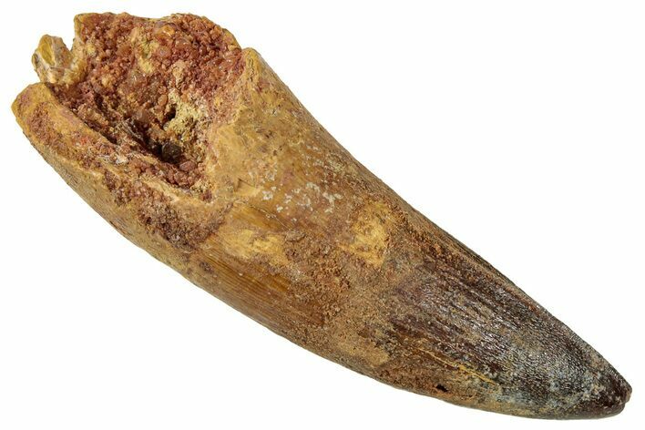 Fossil Spinosaurus Tooth - Real Dinosaur Tooth #326288